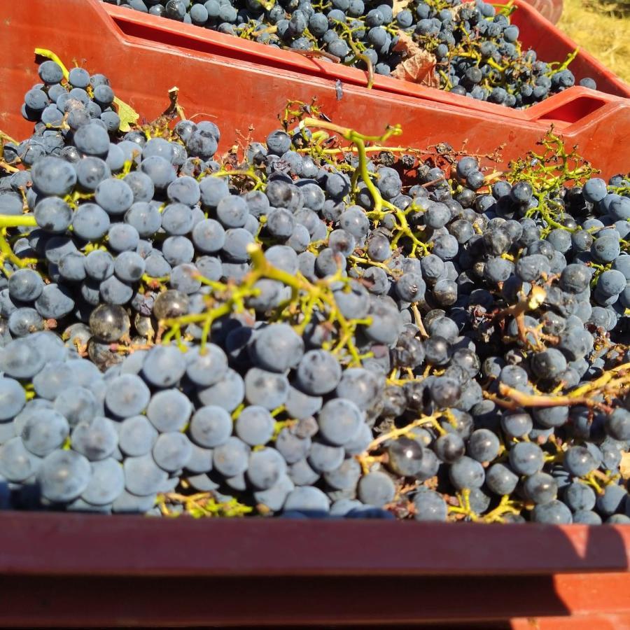 Farm stay La Giribaldina Winery & Farmhouse Calamandrana