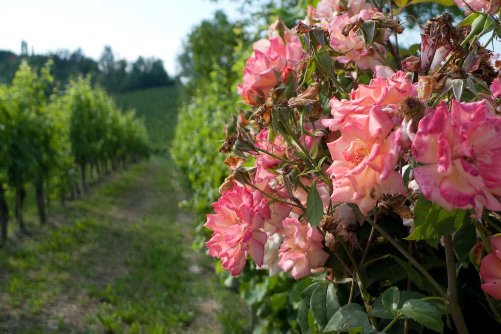 Farm stay La Giribaldina Winery & Farmhouse *